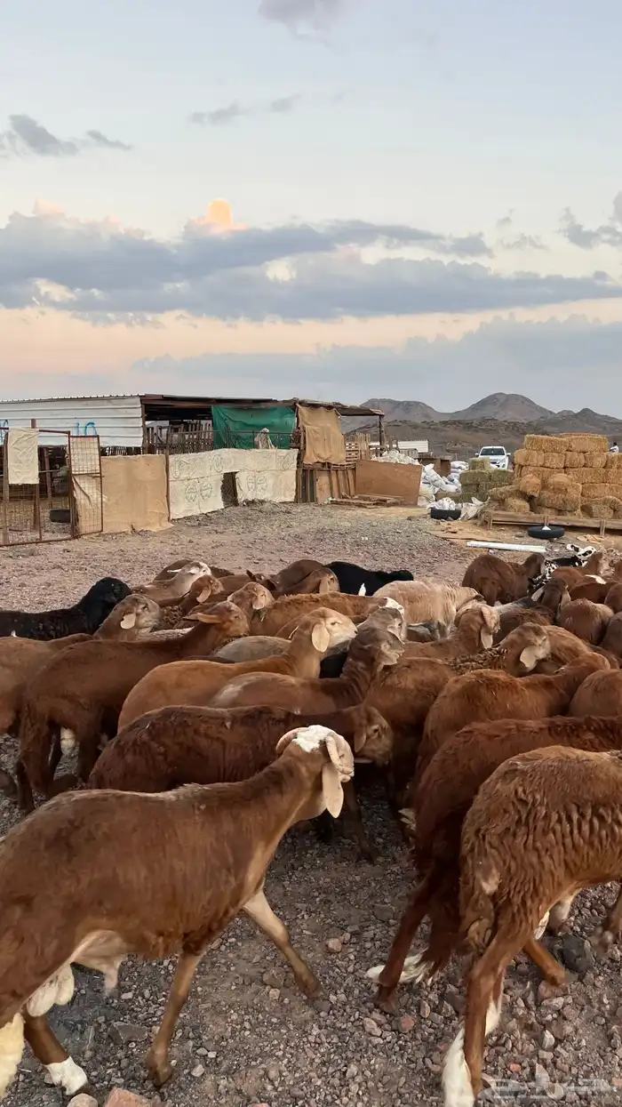 طليان سواكن حمري جادعان مرابى شرط مناسبات زواجات 8
