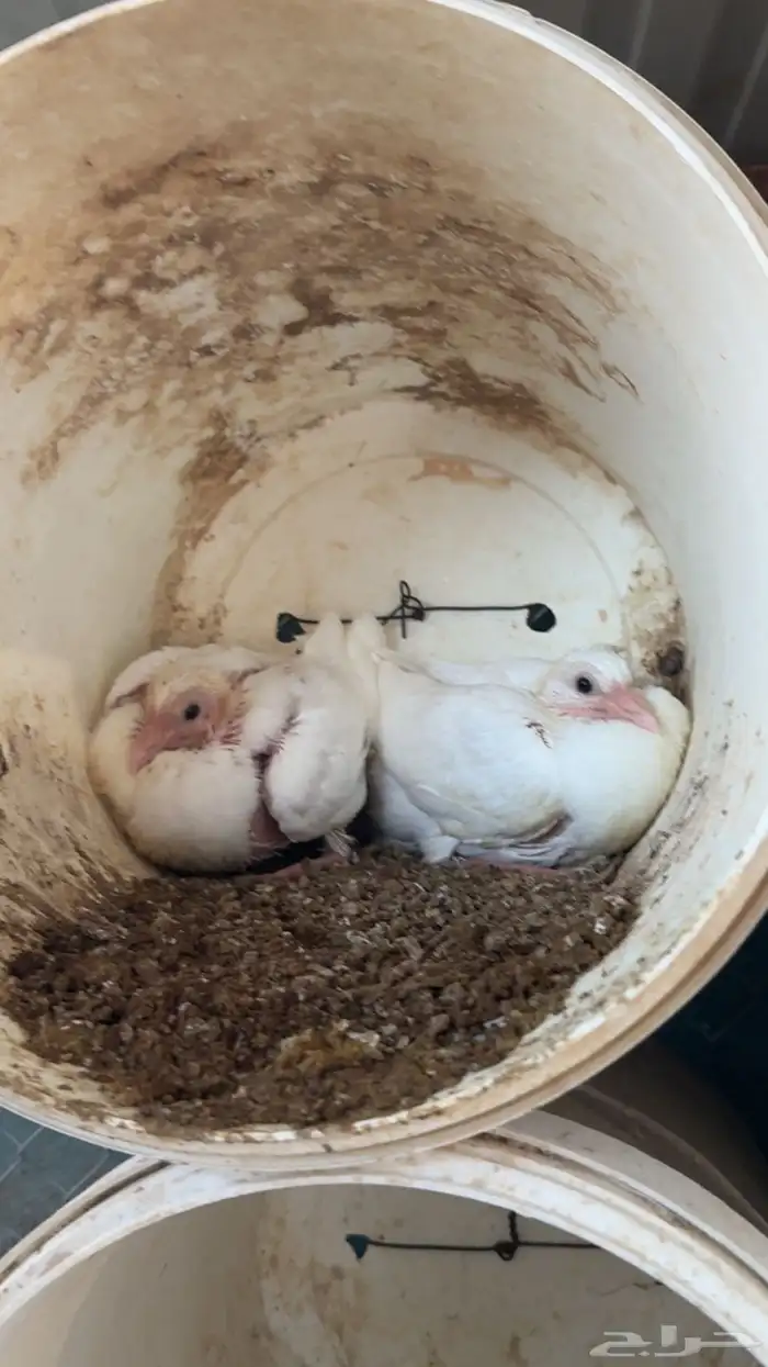 حمام زغاليل 5