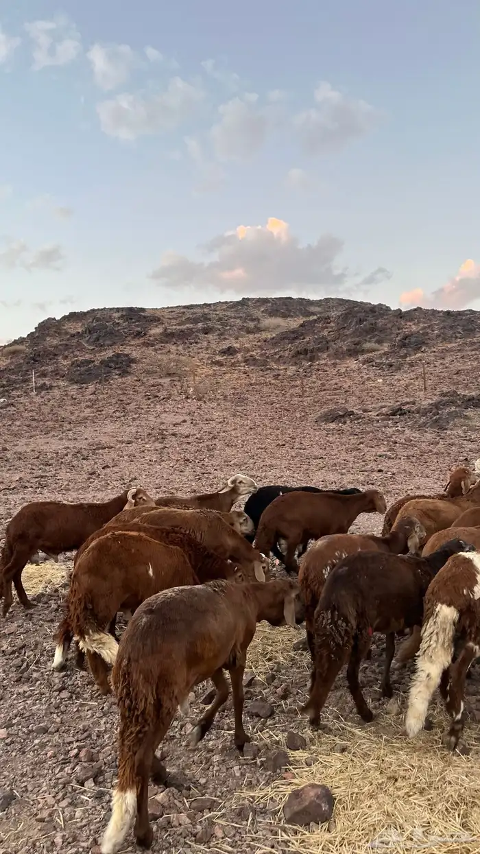 طليان سواكن حمري جادعان مرابى شرط مناسبات زواجات 9