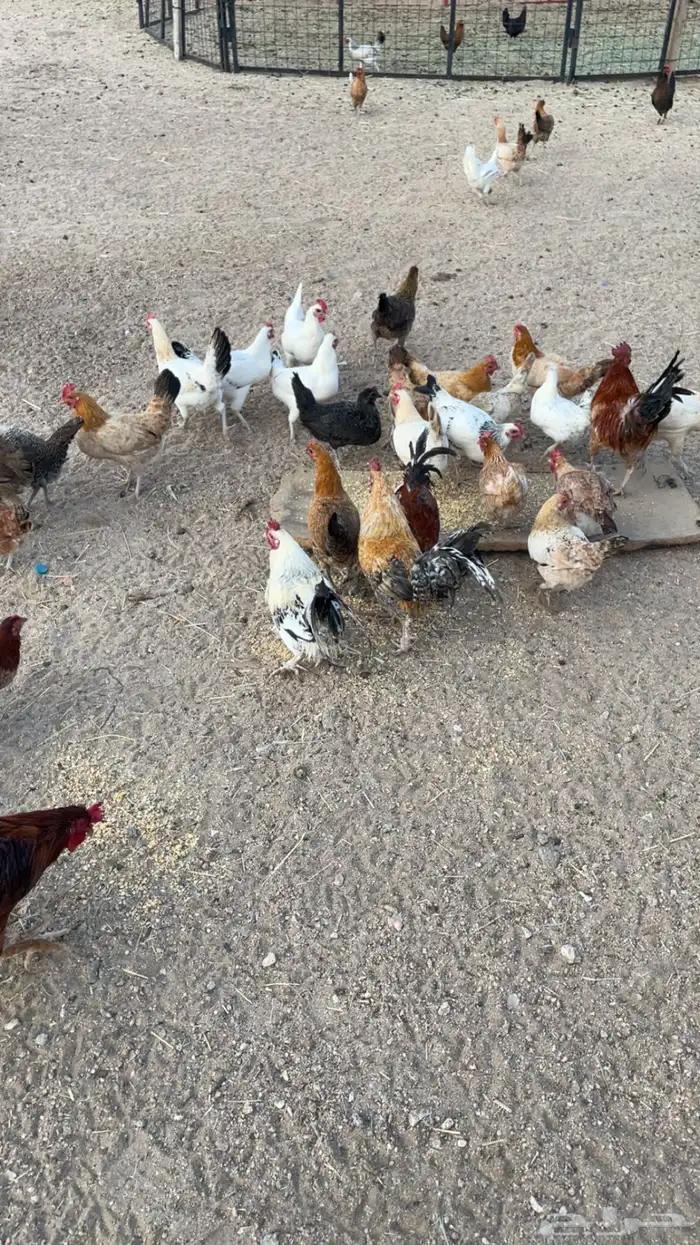 دجاج بري بياض 2