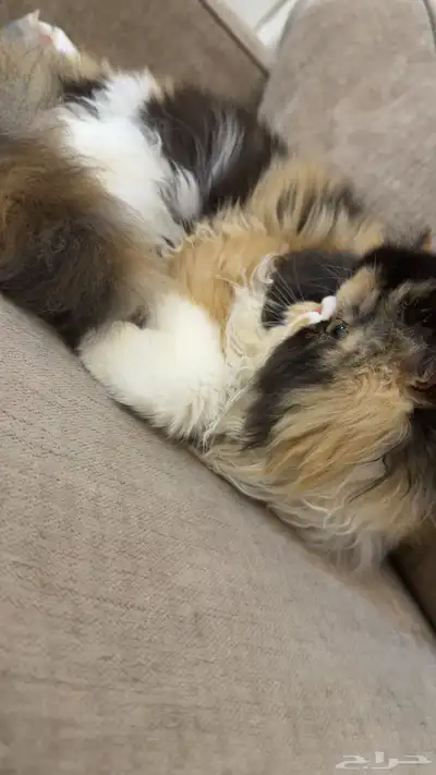 بيكي فيس فان index