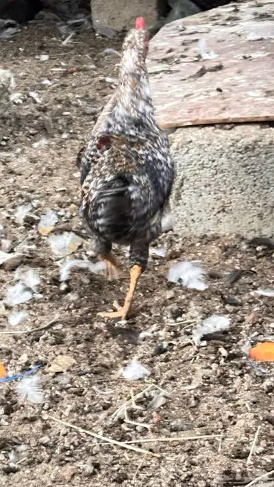 ديك بلدي اذان شرط تلقيح يلقح الون فاخر جدا من الانتاج index