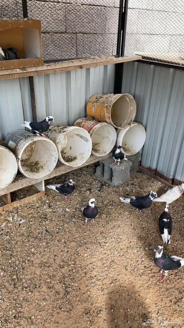 ماشاءالله تبارك الله للبيع قطايف معاريف 2