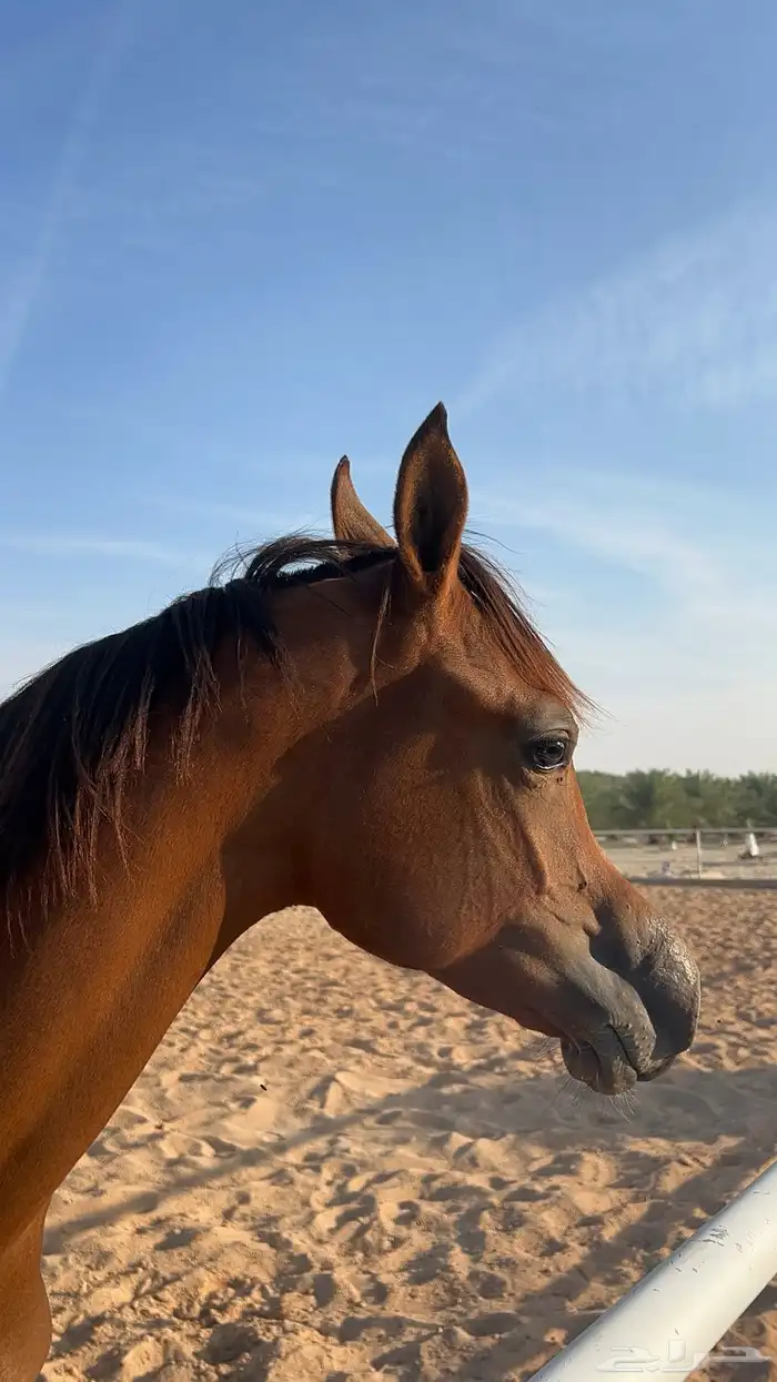 مهر واهو ابن دومنيك ام 2