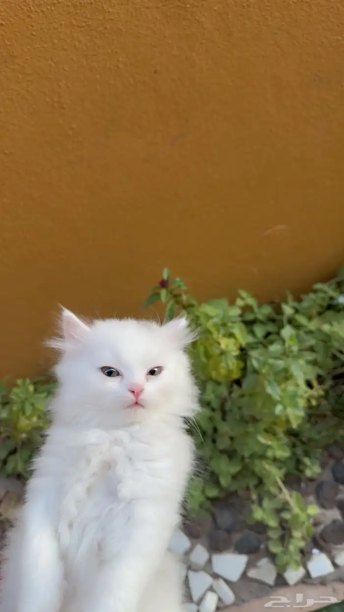 قطط للبيع شيرازي بعمر شهرين 1