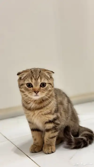 قطط كيتن سكوتش فولد للبيع index