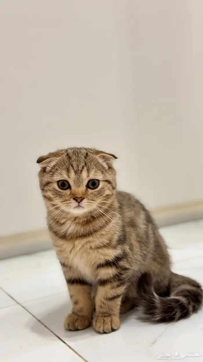 قطط كيتن سكوتش فولد للبيع 0