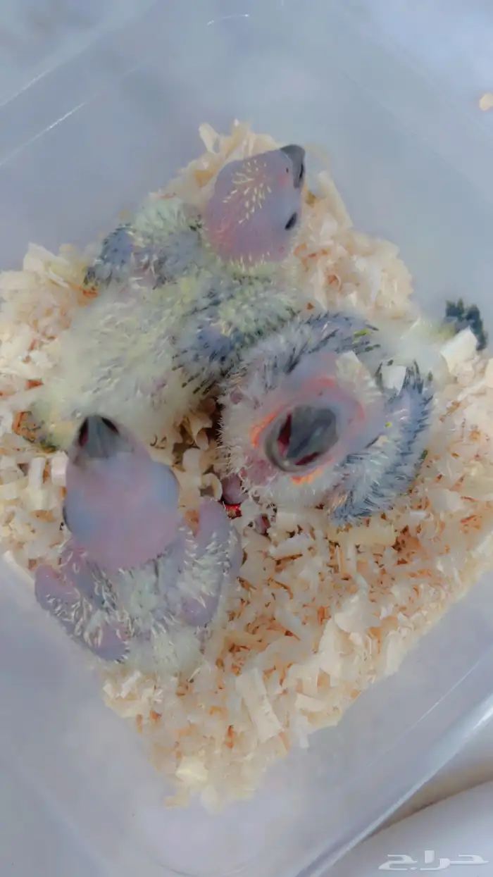 فروه صن كنيور انتاج محلي صبغه قويه 2