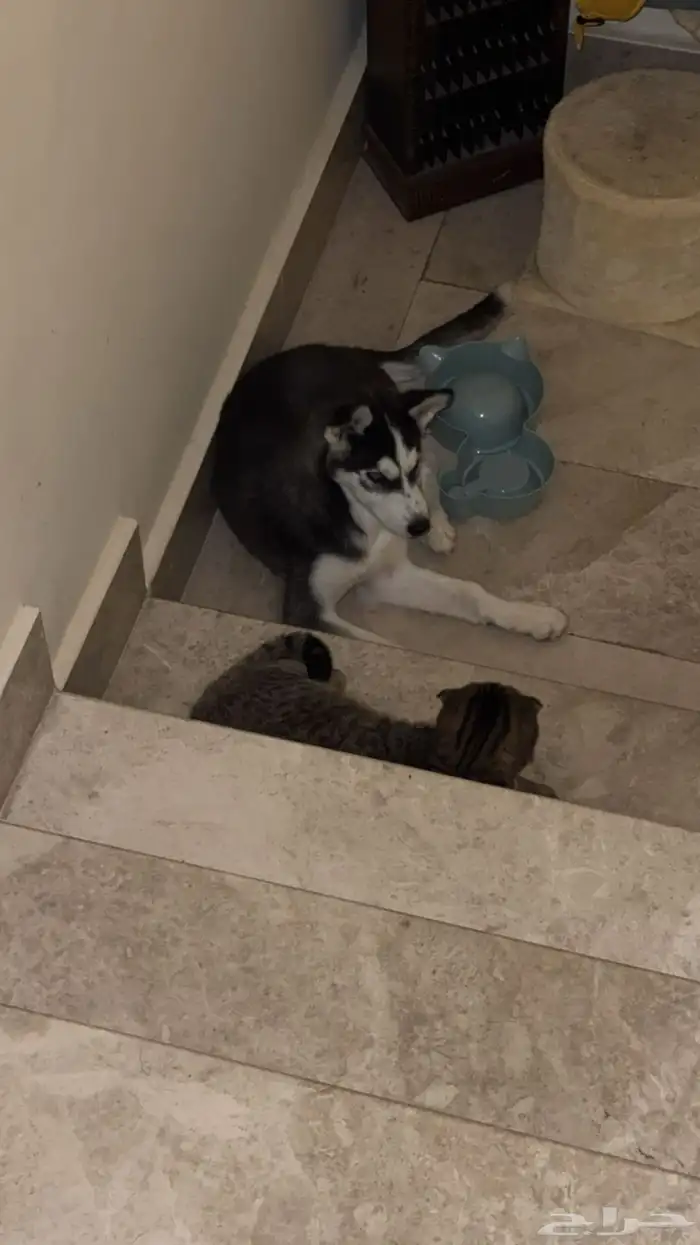 كلب هاسكي للبيع 0