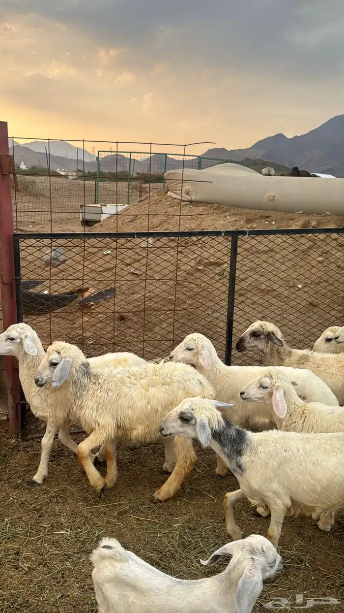 للبيع بهم حريات 9 روس ترييه من 720ريال 17