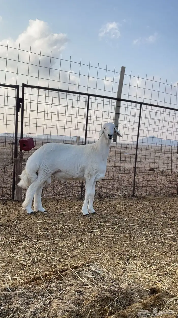 مشروع خروف 0