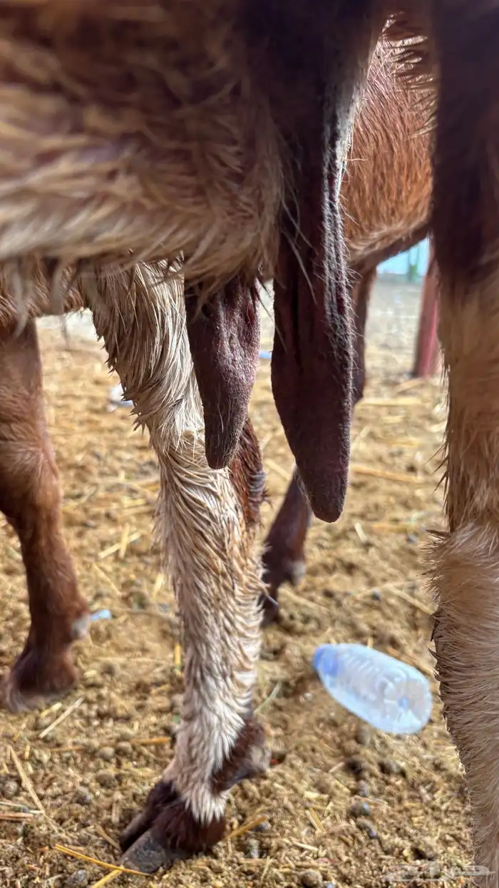 معزا هولنديات فواخر عنز وبنتها 8