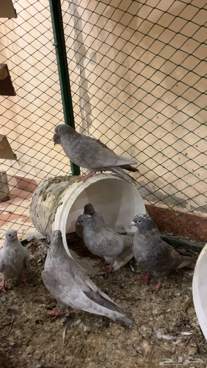 حمام غير معروف بس انا الي اشوف حمام قلابي ي لوت ي قلاب 6