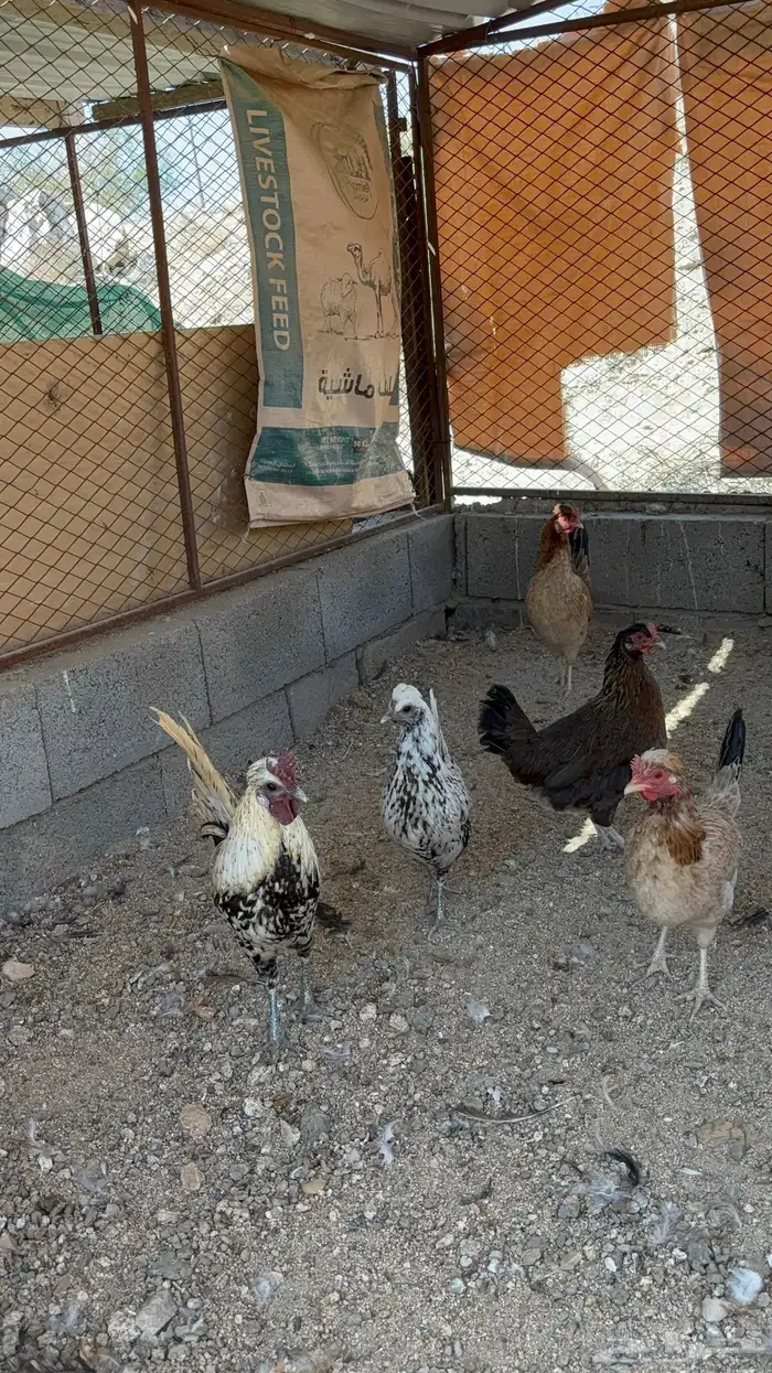 دجاج عربي افرق 3