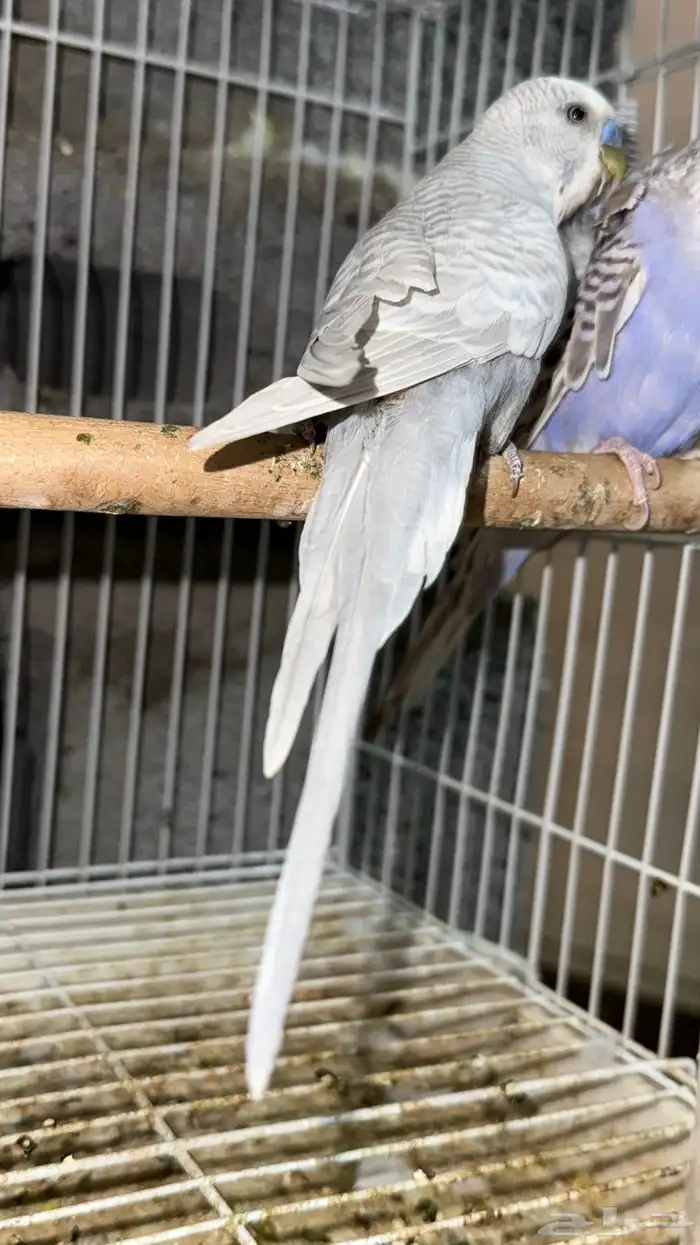 زوج هوقو وردتين دبل كرست منتج 5