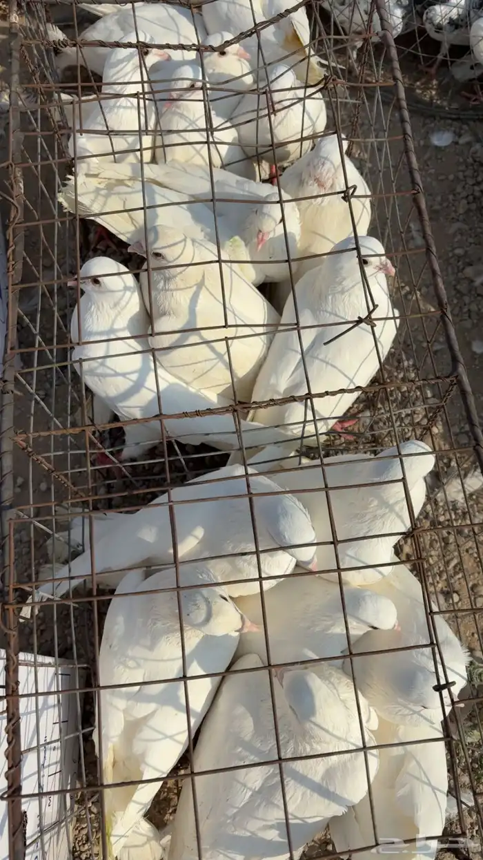 حمام لواحم فرنسي 4