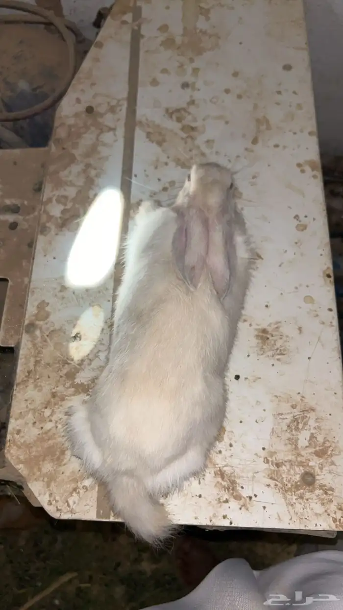 ارانب للبيع 0