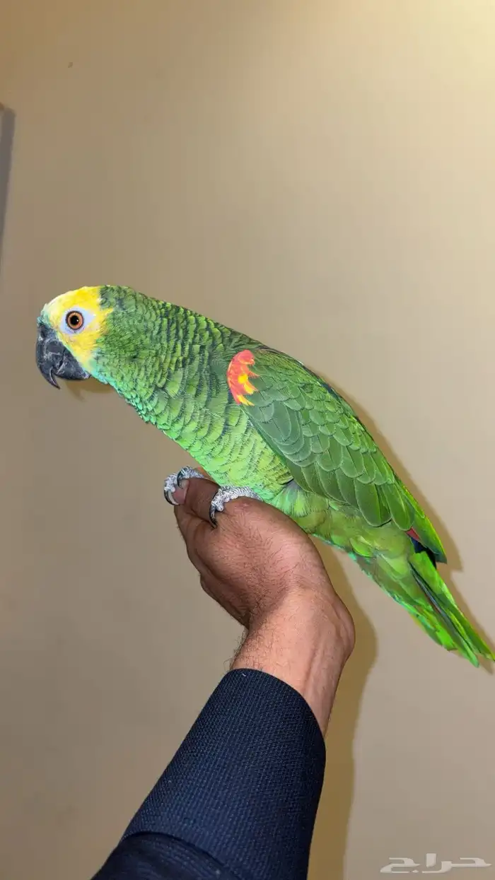 امزوني فرنتد اليف هدد.مع راعيه بكج كامل في الوجه 3