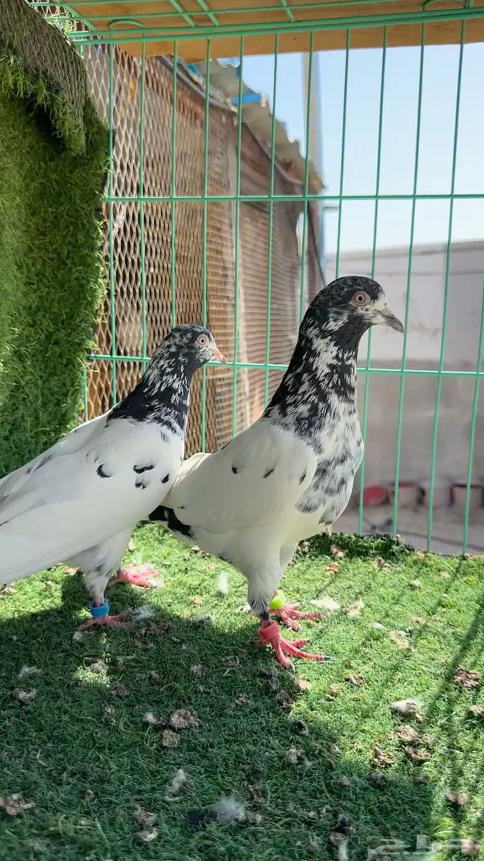 تيدي جونسرا TOB 1