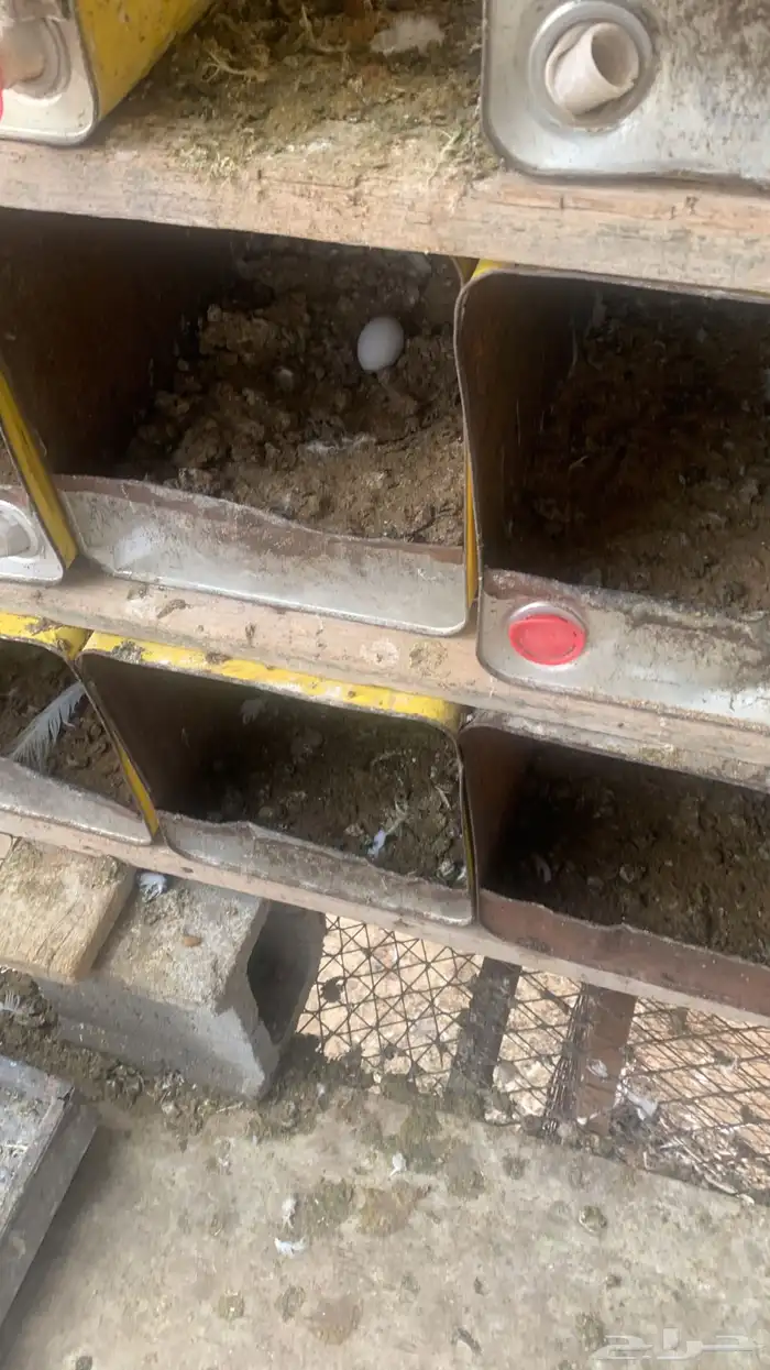 حمام فرنسي سوبر سوبر جانبو 2