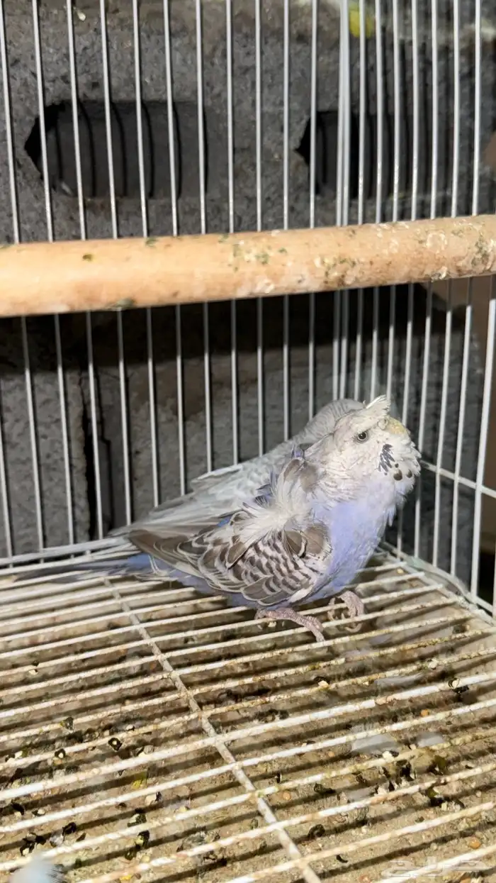 زوج هوقو وردتين دبل كرست منتج 4