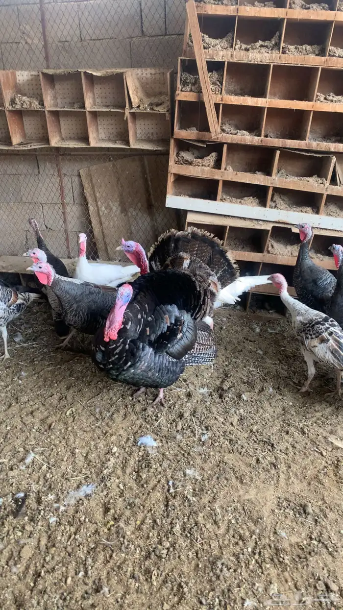 للبيع دجاج رومي جمله وتفريد 2