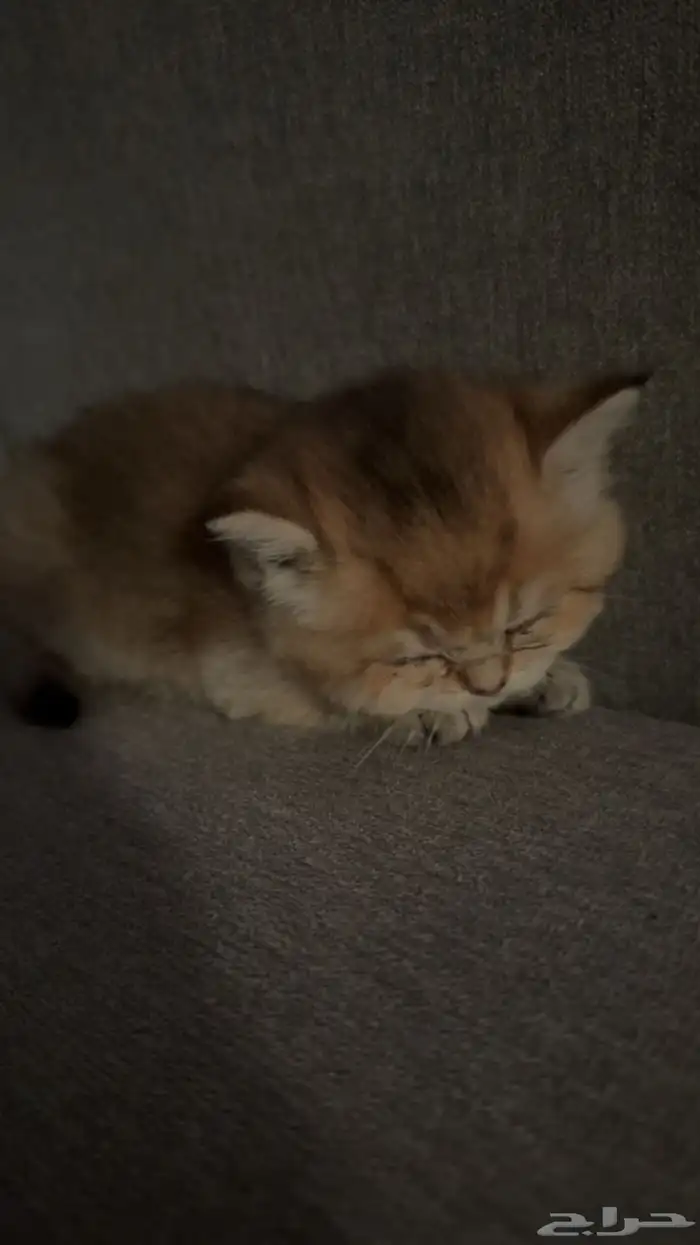 قطة انثى سكوتش فولد لبيع من دون اغراض عمرها شهر ونص 1