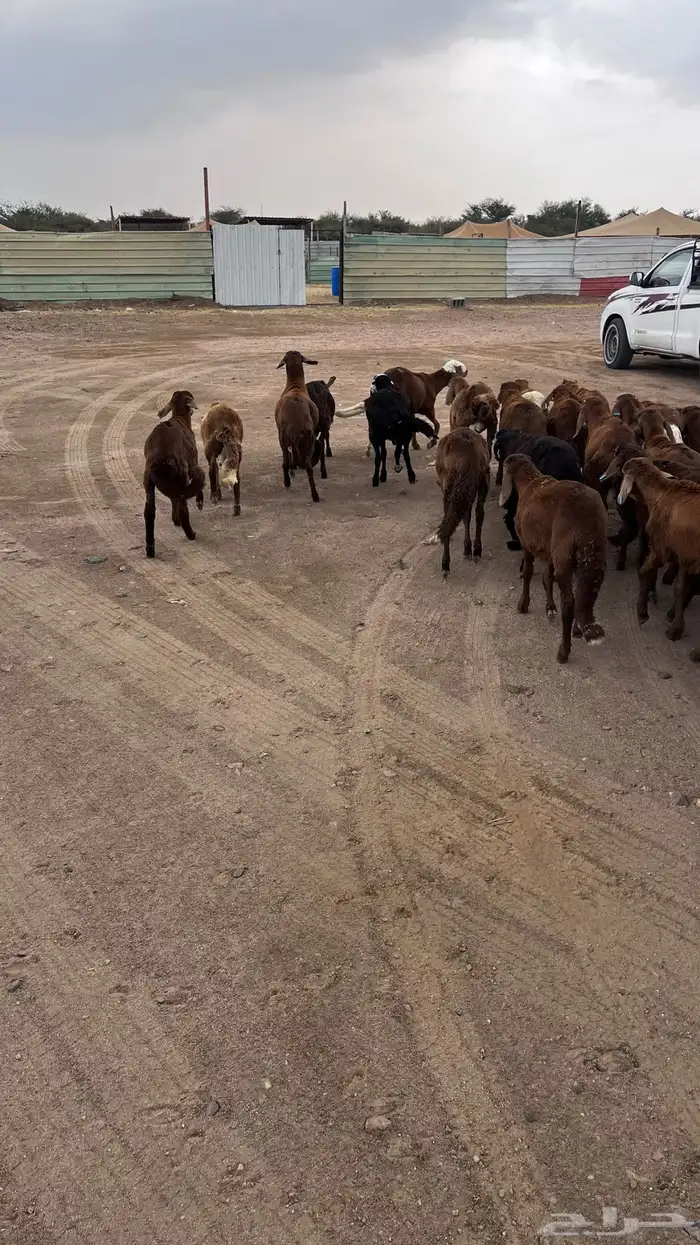 طليان سواكن حمري 6