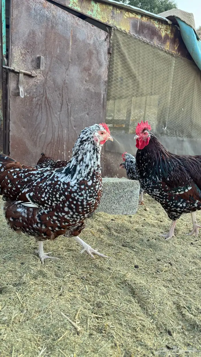 دجاج سوساكس 7