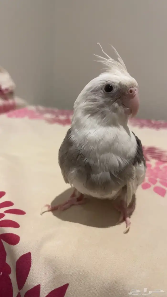 كروان هولندي 2