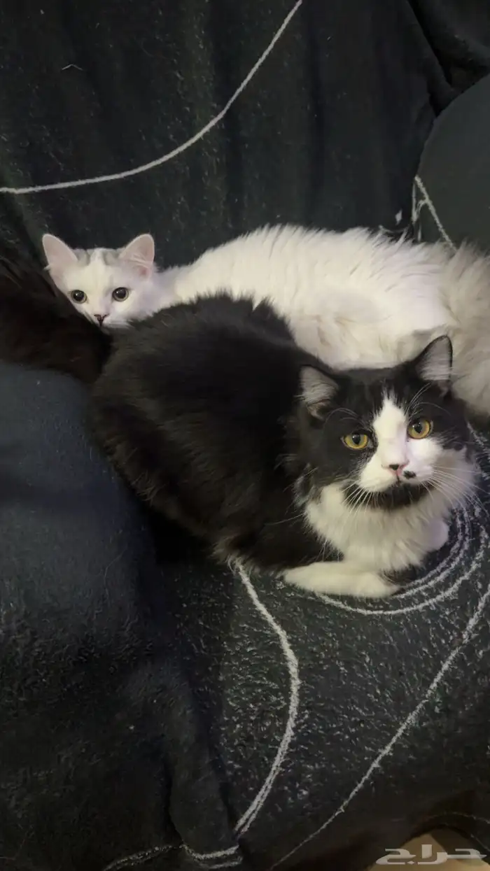 قطط للتبني 4