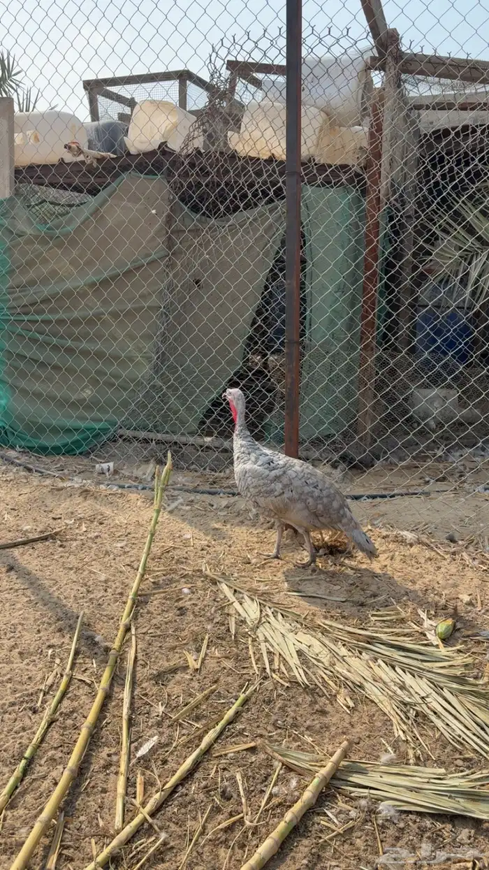 طقم دجاج رومي 2