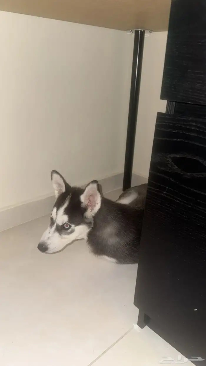 كلب هاسكي للبيع 3