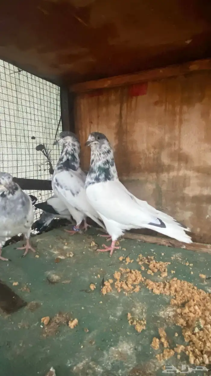 جوز بتيراء بعياله 1