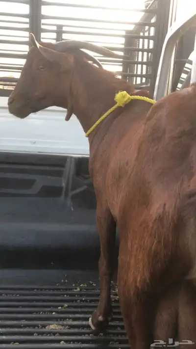 تيس ادهم فحل  (ثني) index