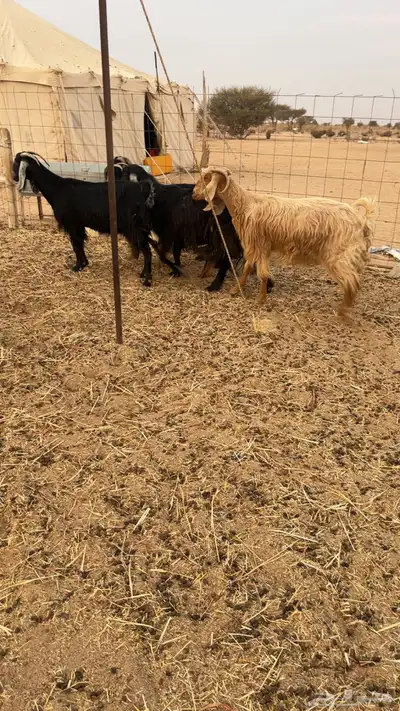 معزا عوراض حريه 5 index