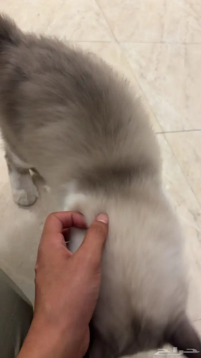 قطو هملايا للتبني 2