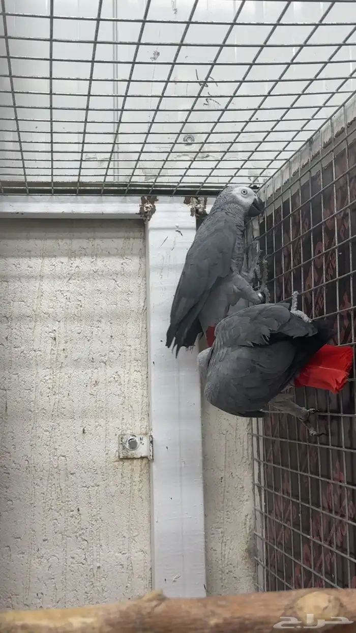 بغبغاء كاسكو 0