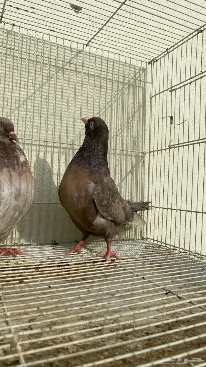 حمام قلاب كوره ألوان نوادر 3