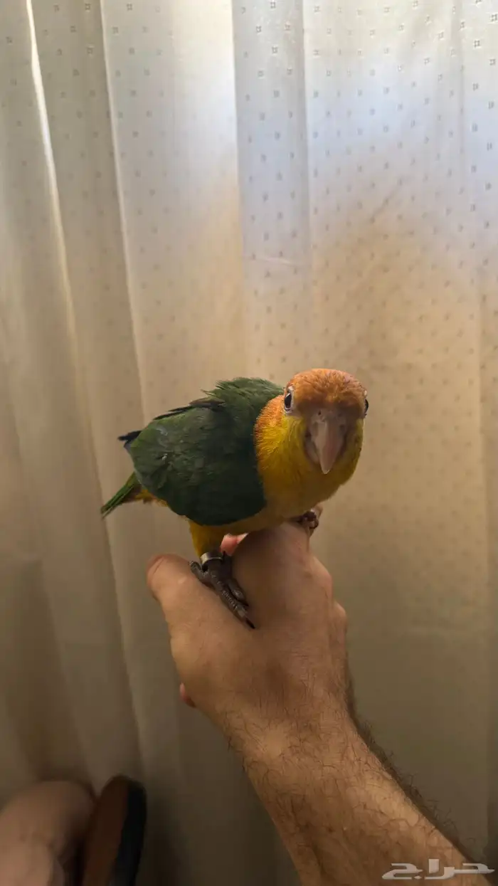 فرخ كايك وايت بيلي اليف ولعوووب جدا  ماشاءالله تبارك الرحمن 1