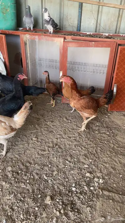 دجاج للبيع index