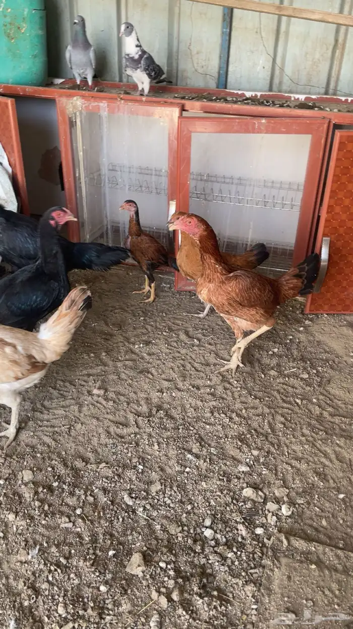 دجاج للبيع 8