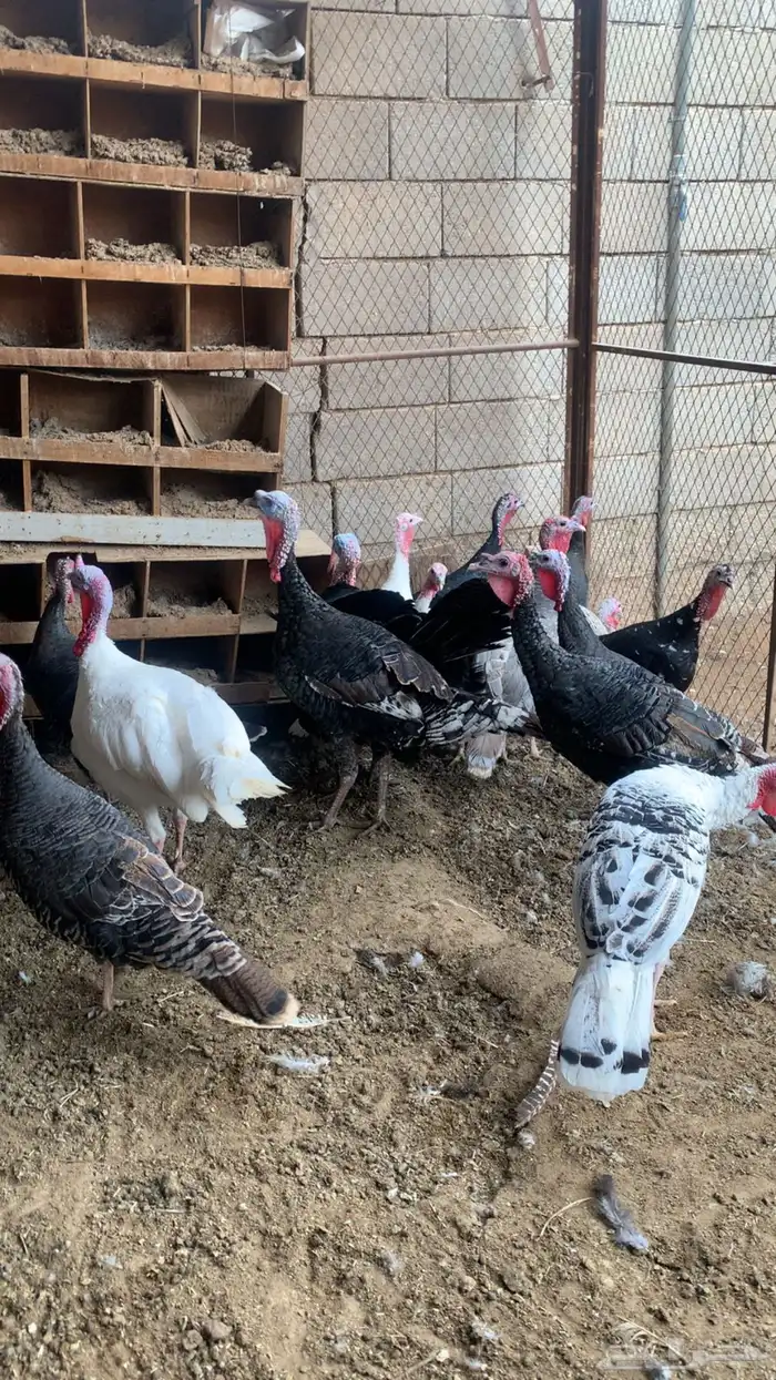 للبيع دجاج رومي جمله وتفريد 3