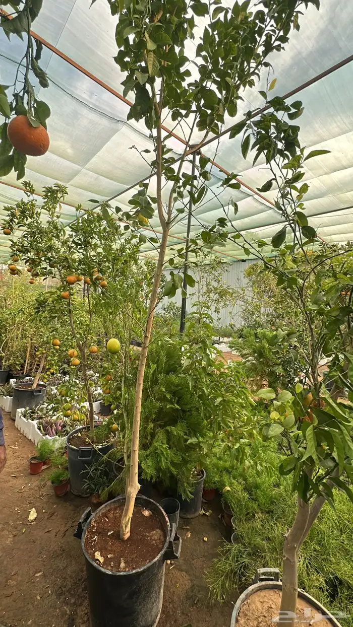 ليمون برتقال يوسفندي ترنج 1