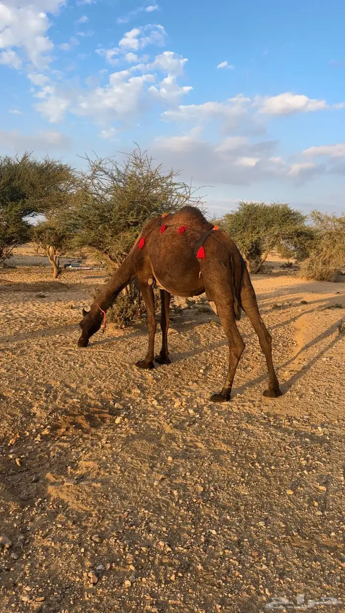 ناقه ساحليه صفرا 5