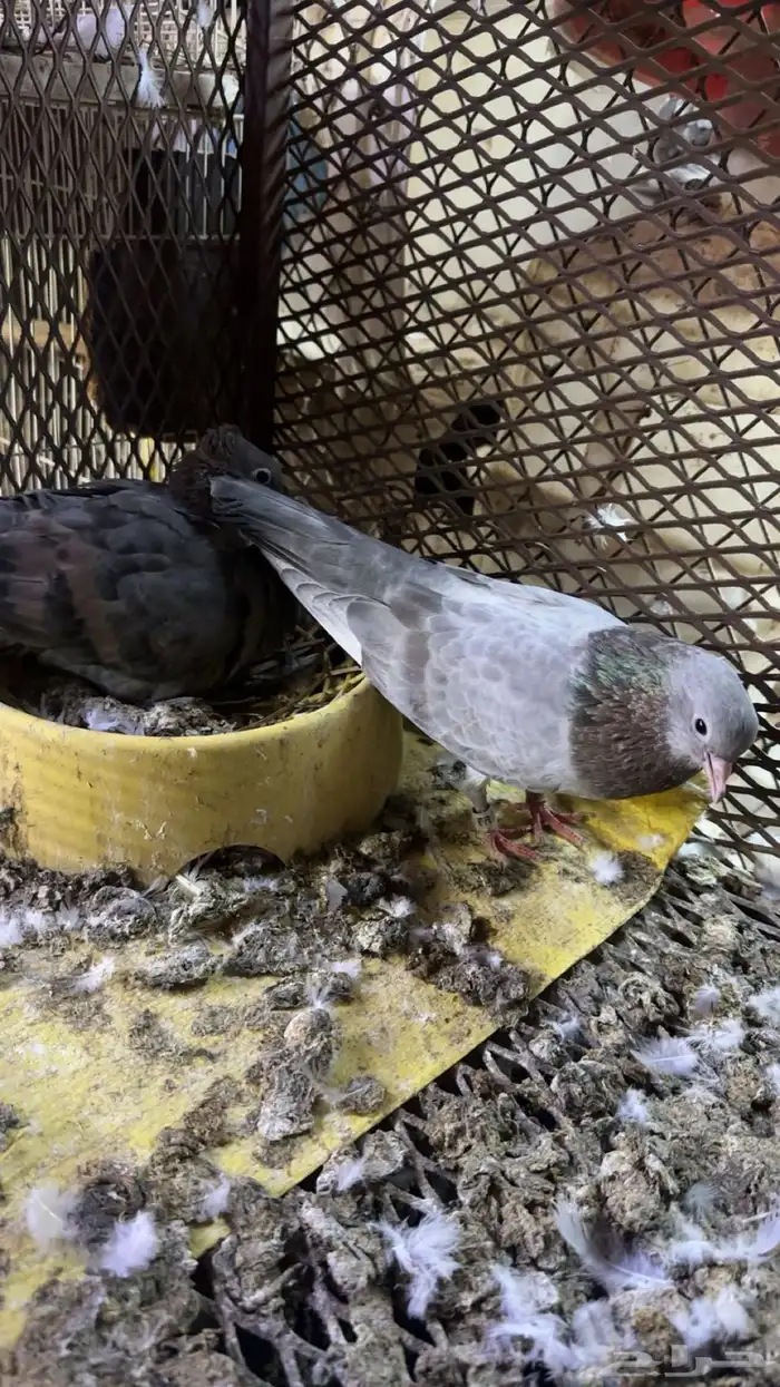 حمام صنعاوي للبيع 0