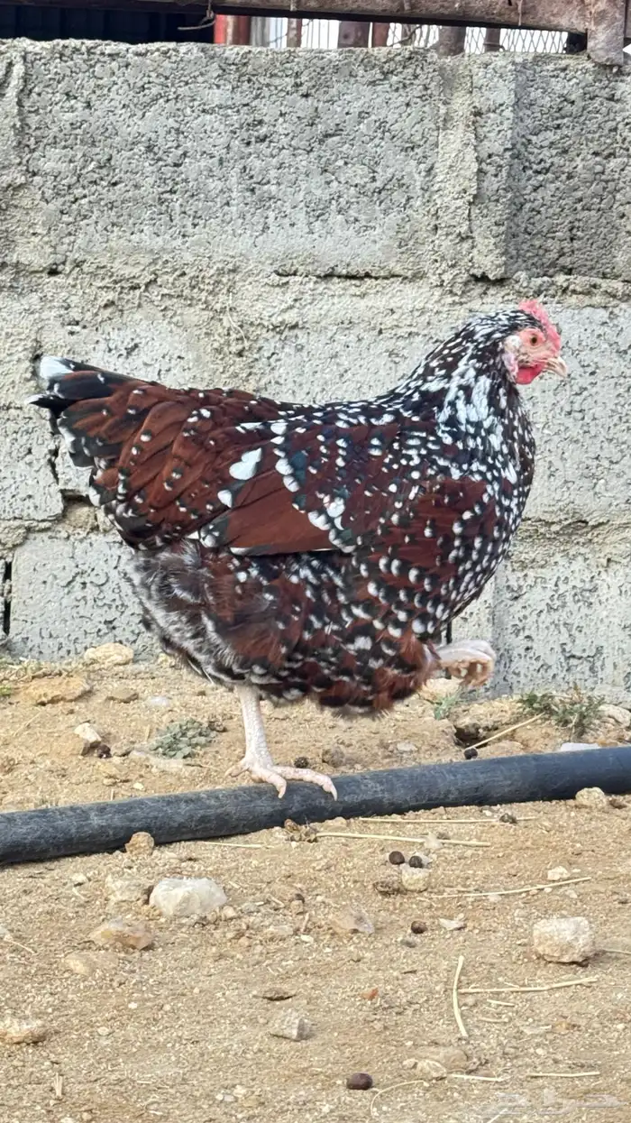 دجاج سوساكس 8