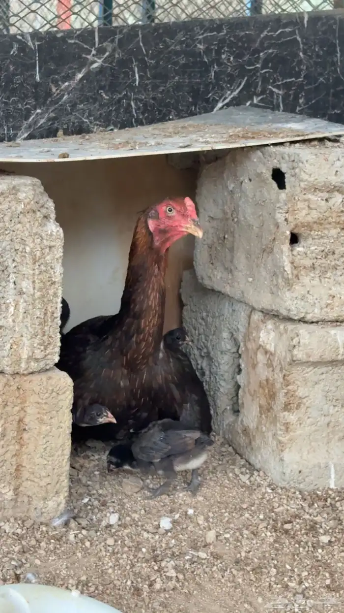 دجاج شامو الماني 0