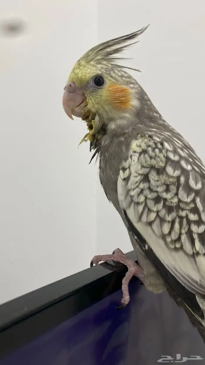 فرخ كروان العمر شهرين على وشك الفطام مع الحضانه الحد 300 0