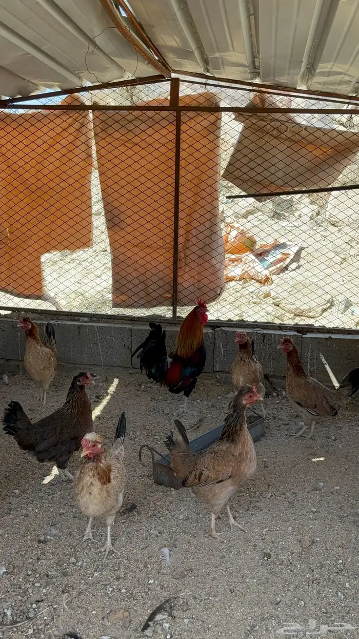 دجاج عربي افرق 7